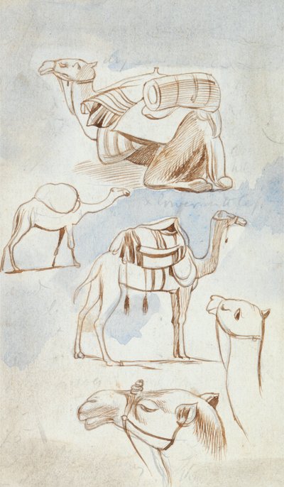 Estudios de bocetos de camellos de Edward Lear